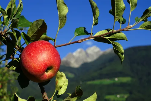 Roter Apfel am Ast vor Berglandschaft bei klarem Himmel
