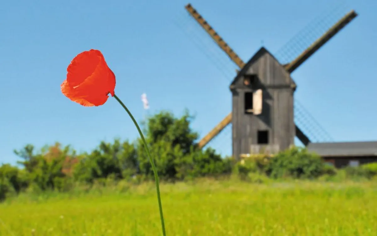 Mohnblume vor Windmühle auf Wiese in Usedom.