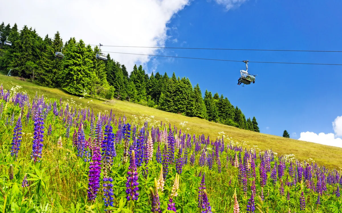 Blumenwiese mit Lupinen und Sessellift im Hintergrund unter blauem Himmel.