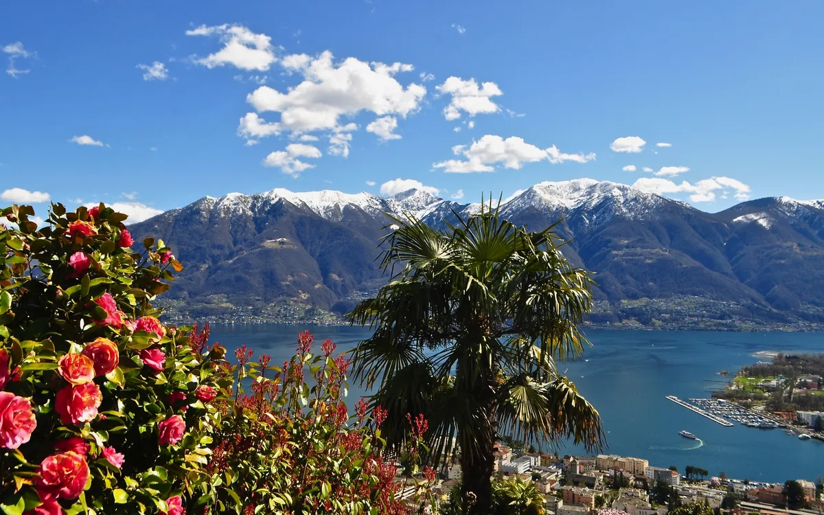 Blumen und Palme mit Blick auf See und Berge im Hintergrund.