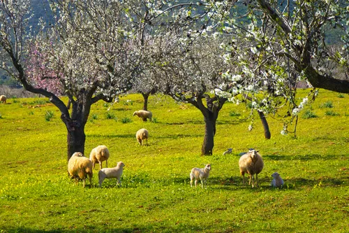 Eine grüne Wiese mit mehreren Schafen und Lämmern, die zwischen blühenden Bäumen weiden.