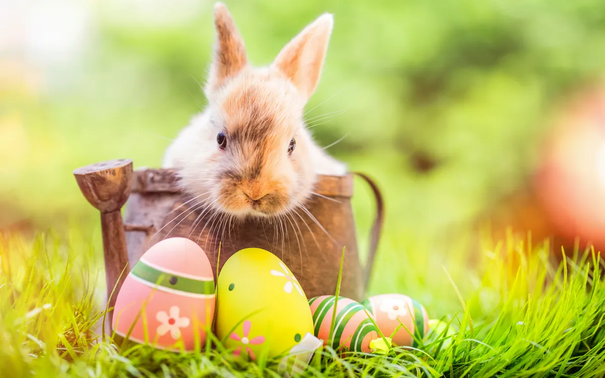 Ein Hase sitzt in einem Korb im Gras, umgeben von bemalten Ostereiern.