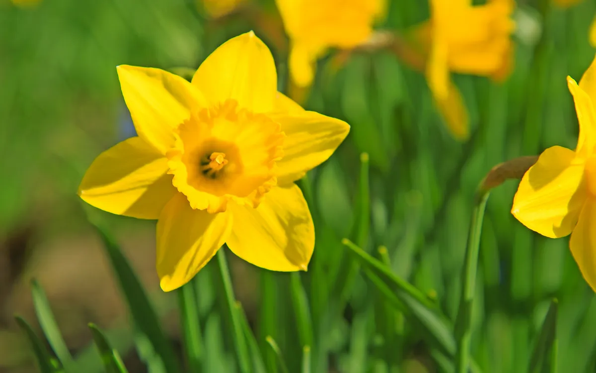 Gelbe Narzissen im Frühling