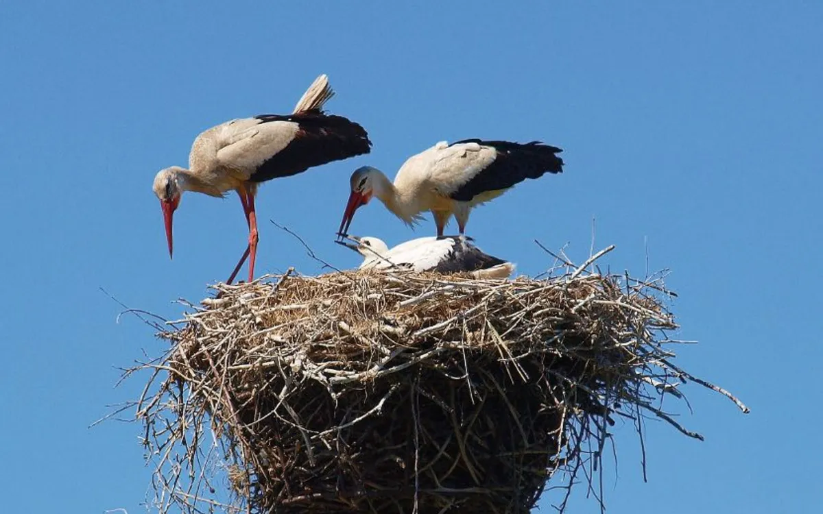 Zwei Störche im Nest mit einem Jungvogel unter blauem Himmel.