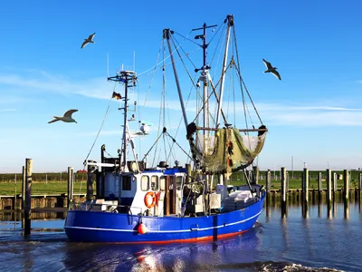 Fischerboot auf einem Fluss oder Kanal bei klarem, blauem Himmel, umgeben von fliegenden Möwen.