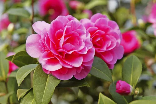 Rosa Kamelienblüte mit grünen Blättern im Hintergrund