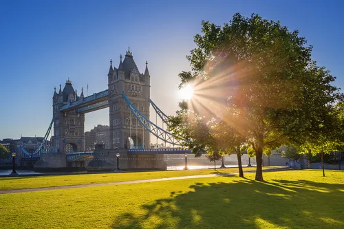 Tower Bridge in London bei Sonnenaufgang mit einem Baum im Vordergrund