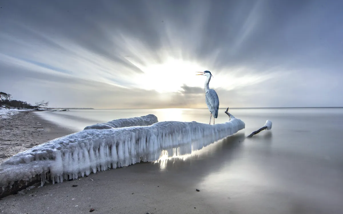 graureiher am meer