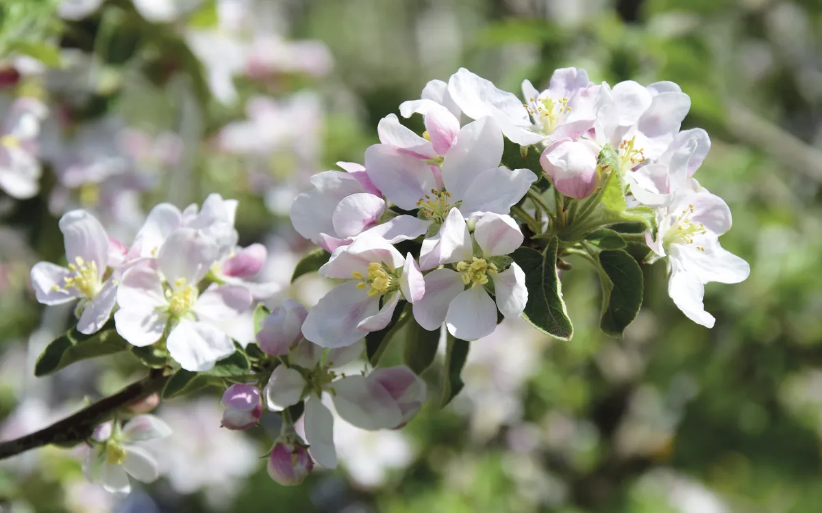 Apfelblüten, Blütezeit in Südtirol