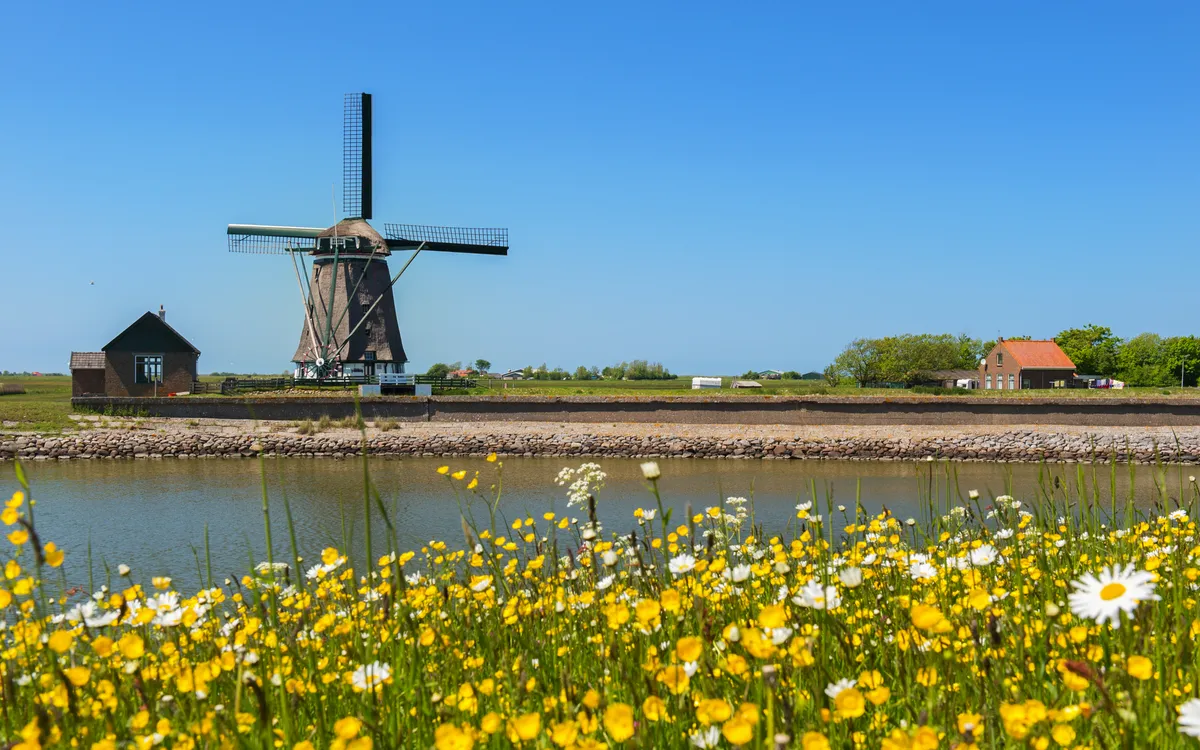 Windmühle auf Texel, umgeben von Blumenwiese und strahlend blauem Himmel.