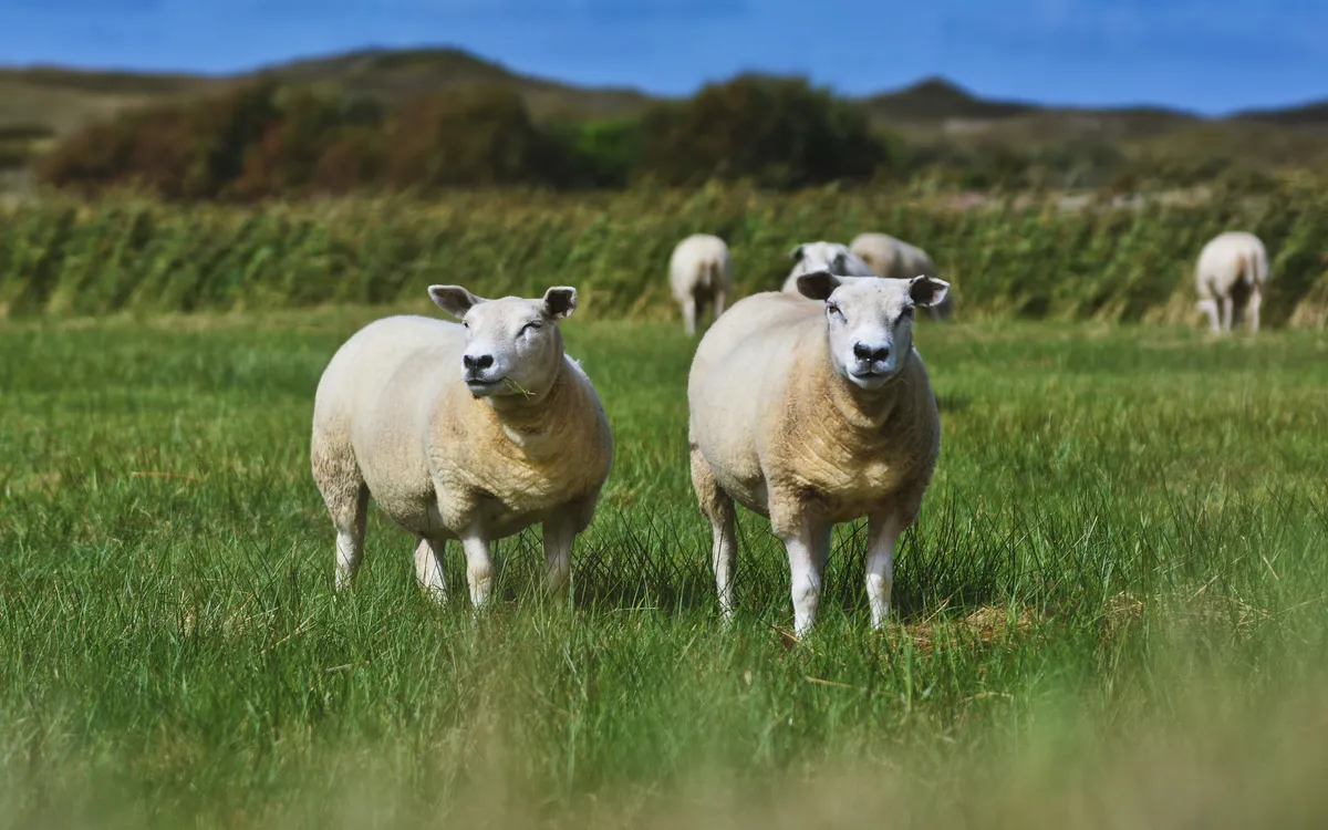 Schafe auf einer Weide auf der Insel Texel in den Niederlanden