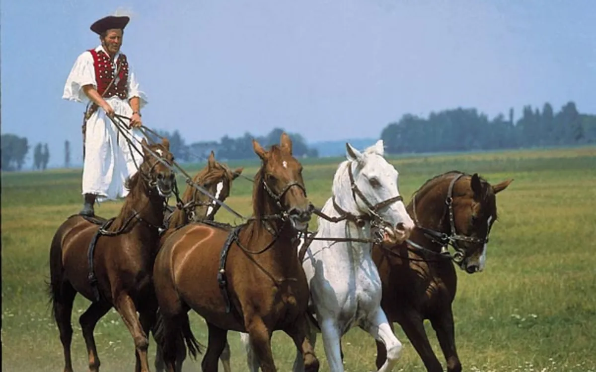 Reiter balanciert stehend auf mehreren Pferden in der Puszta.