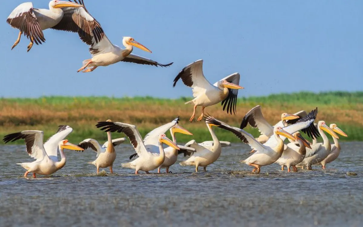 Weiße Pelikane fliegen über das Donaudelta im Wasser.