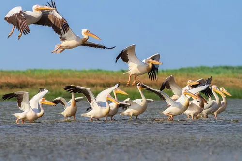 Weiße Pelikane fliegen über das Donaudelta im Wasser.