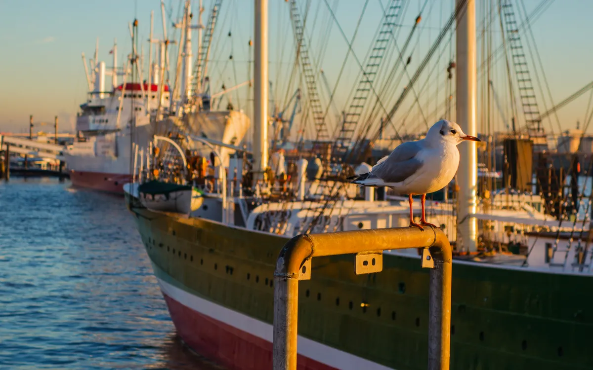 Möwe sitzt auf Geländer vor Schiff im Hafen bei Sonnenuntergang.