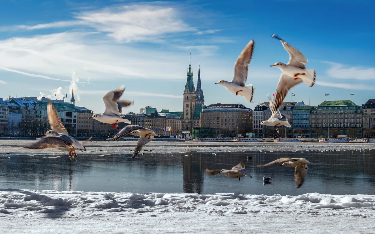 Verschneite Alster in Hamburg mit Blick auf das Rathaus und einige fliegende Möwen im Vordergrund.