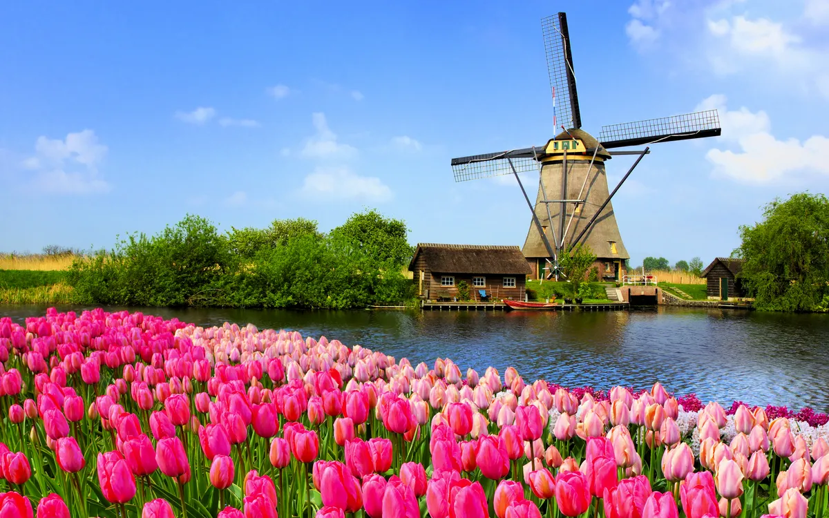 Holländische Windmühle an einem Kanal umgeben von bunten Tulpen im Frühjahr