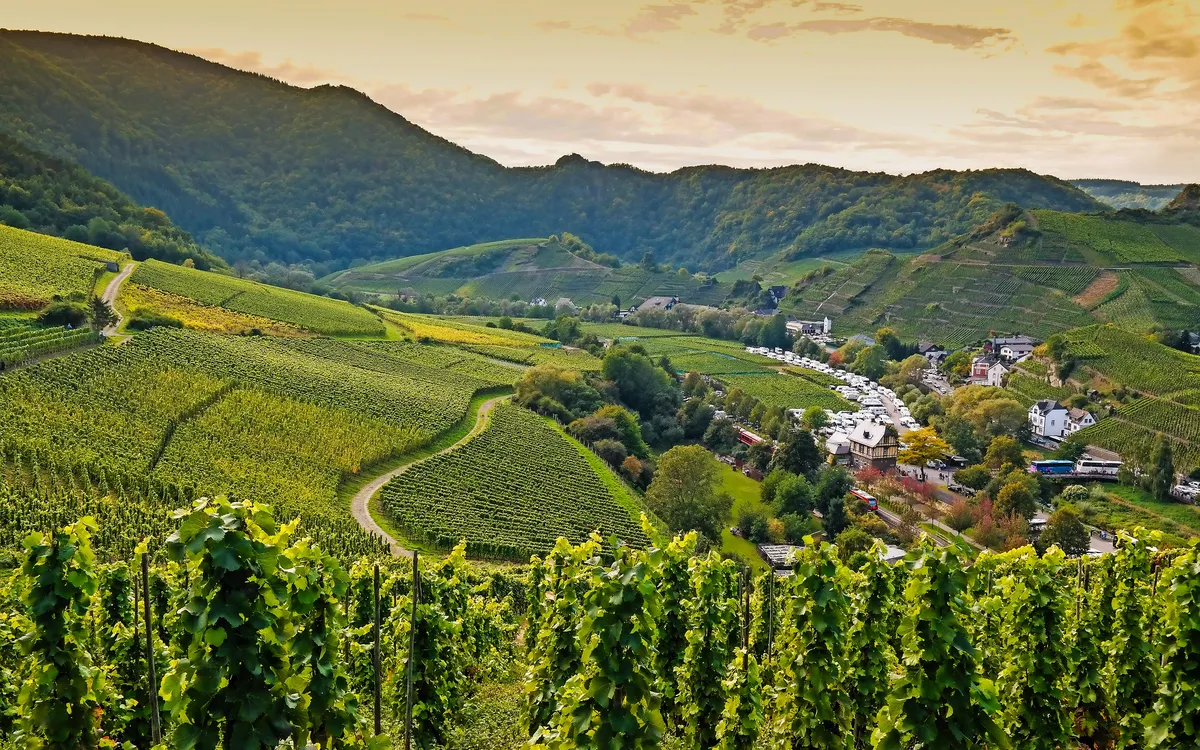Weinberge in einer hügeligen Landschaft bei Sonnenuntergang.