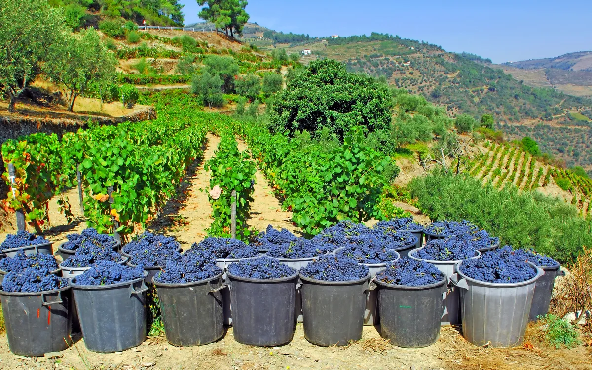 Weinberg in hügeliger Landschaft mit vollen Eimern Trauben im Vordergrund.