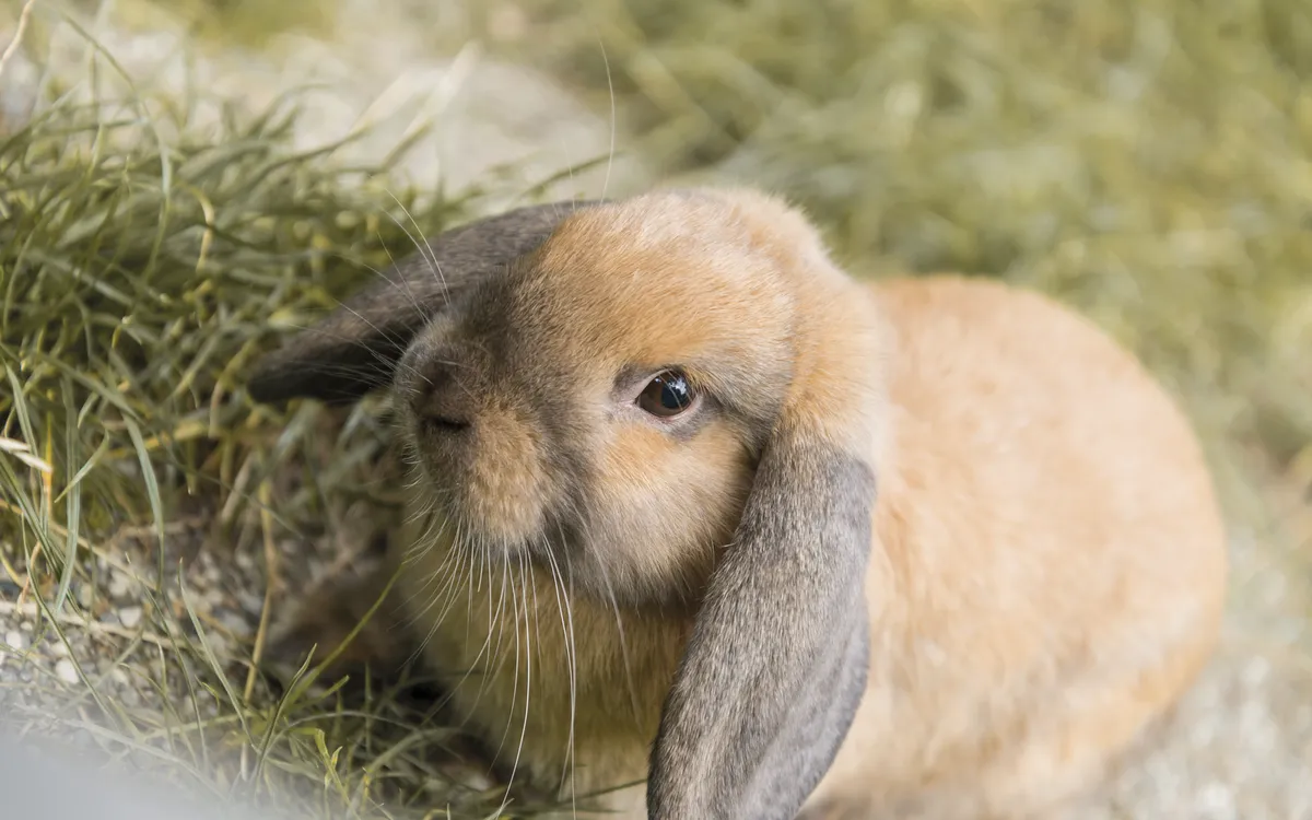 Junger brauner Zwergwidder im Gras.